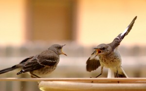 mockingbirds fighting at a bird bath