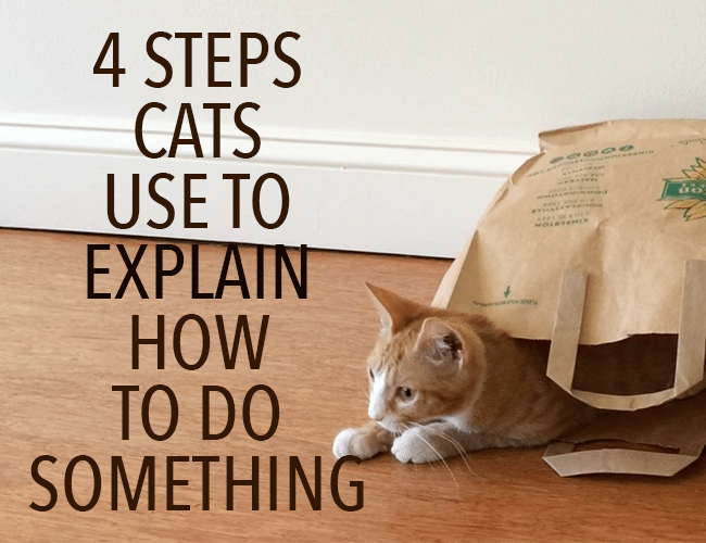 4 Steps Cats Use to Explain How to Do Something